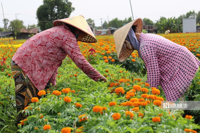 Người dân tại Làng hoa Tân Ba cứ vào dịp Tết đến, lại triển khai trồng nhiều hoa cảnh như cúc vàng, vạn thọ và mào gà đuôi phụng. Đây là những loài hoa được người dân Nam Bộ ưa chuộng mua về trang trí trong nhà dịp Tết Nguyên đán.