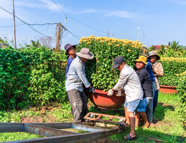 Cánh đồng hoa rực rỡ ở Đồng Nai nhộn nhịp thu hoạch- Ảnh 2.