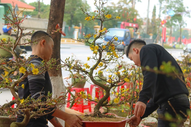 Quảng Bình: Đào, mai xuống phố, tiểu thương hồi hộp chờ khách- Ảnh 3.