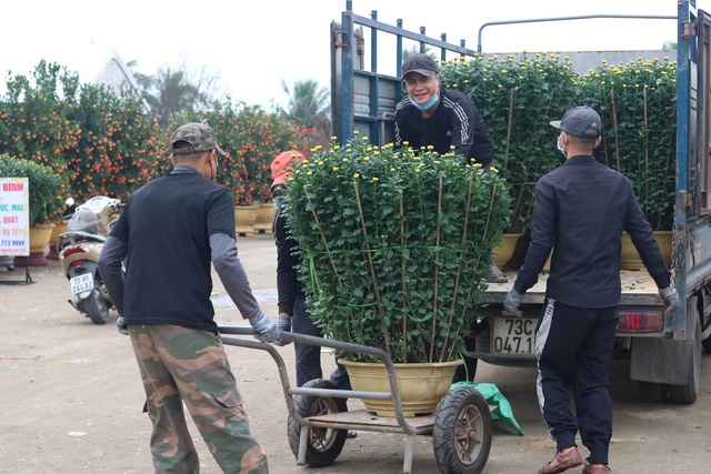 Quảng Bình: Đào, mai xuống phố, tiểu thương hồi hộp chờ khách- Ảnh 10.