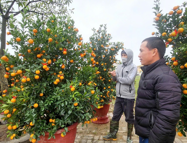 Quảng Bình: Đào, mai xuống phố, tiểu thương hồi hộp chờ khách- Ảnh 7.