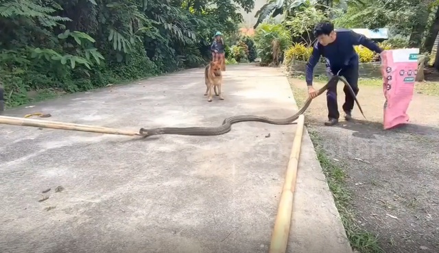 Bắt sống rắn hổ mang chúa khổng lồ dài 4m, nặng 10kg- Ảnh 1.