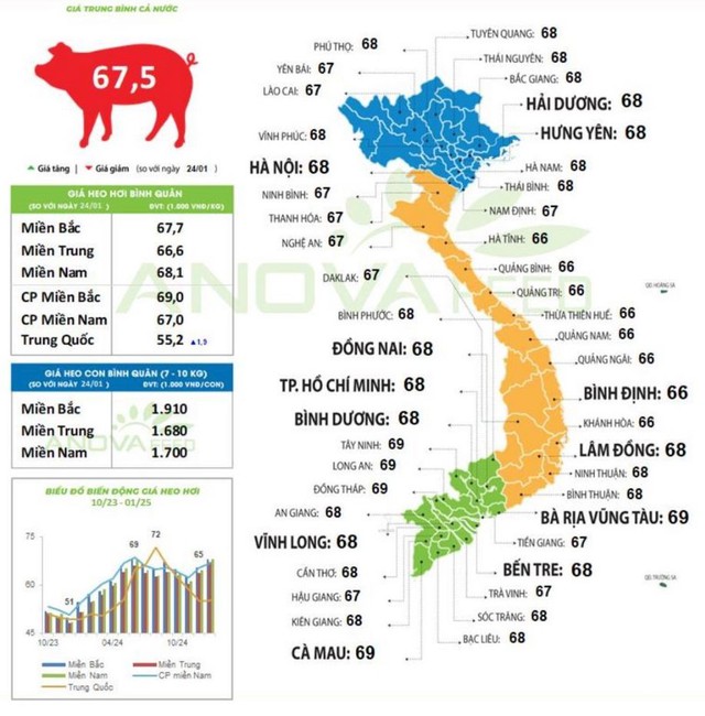 Giá lợn hơi chững lại ngày đầu tiên nghỉ Tết Ất Tỵ- Ảnh 2.