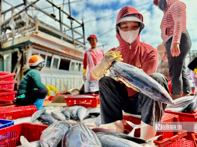 Ngư dân Quảng Ngãi trúng lộc biển cuối năm. Ảnh: Khánh Vy