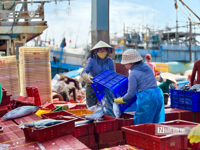 Ngư dân Bình Định, Quảng Ngãi trúng  “lộc biển” cuối năm- Ảnh 3.