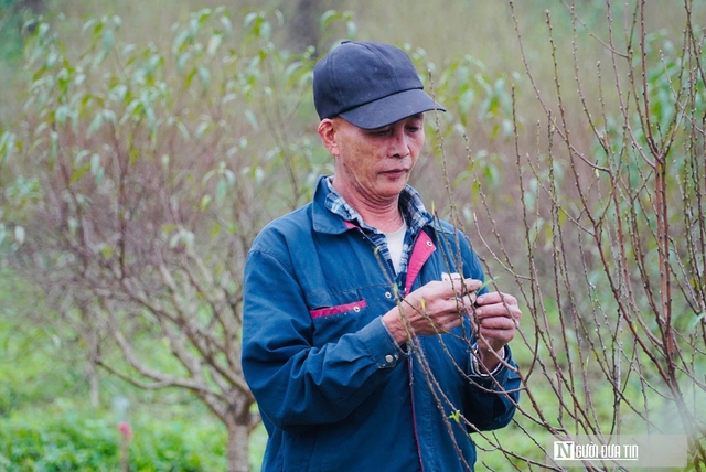 Nắng ấm cận Tết, người trồng đào "đứng ngồi không yên"- Ảnh 2.