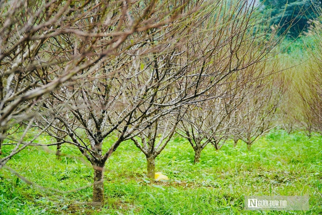 Nắng ấm cận Tết, người trồng đào "đứng ngồi không yên"- Ảnh 3.