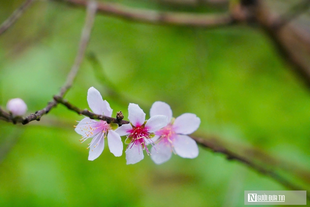 Nắng ấm cận Tết, người trồng đào "đứng ngồi không yên"- Ảnh 4.