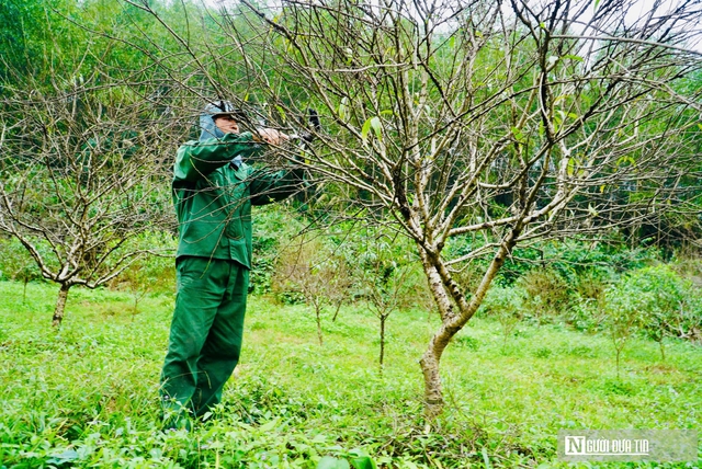 Nắng ấm cận Tết, người trồng đào "đứng ngồi không yên"- Ảnh 5.