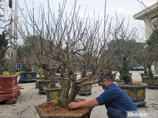 Đào thế, bưởi cảnh vượt hàng trăm cây số phục vụ khách đón Xuân- Ảnh 2.