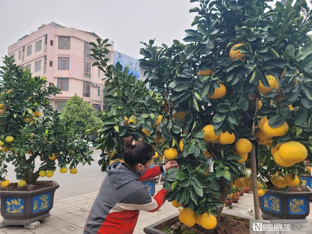 Đào thế, bưởi cảnh vượt hàng trăm cây số phục vụ khách đón Xuân- Ảnh 10.