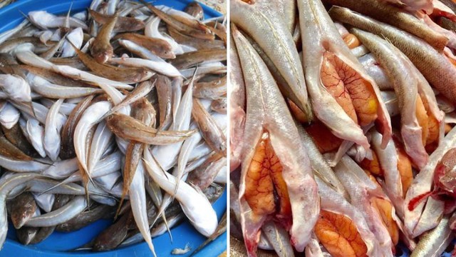 Loại cá "nhà nghèo" nhưng là đặc sản mang hương vị đậm đà được dân sành ăn săn lùng - Ảnh 3.