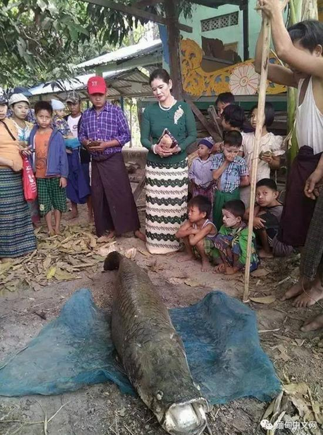 Người đàn ông bắt được cá hải tượng long dài 2m, giá 3,4 tỷ đồng trong ao chùa - Ảnh 1.