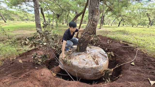Rừng thông ở Đắk Đoa bị khai thác trái phép, Chủ tịch tỉnh Gia Lai chỉ đạo làm rõ- Ảnh 3. Rừng thông ở Đắk Đoa bị khai thác trái phép, Chủ tịch tỉnh Gia Lai chỉ đạo làm rõ- Ảnh 3.