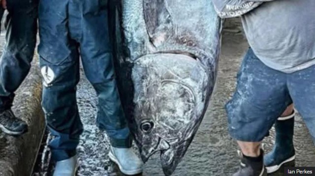 Câu được cá ngừ khổng lồ nặng 210kg, ngư dân liền bán với giá 70 triệu đồng - Ảnh 2.