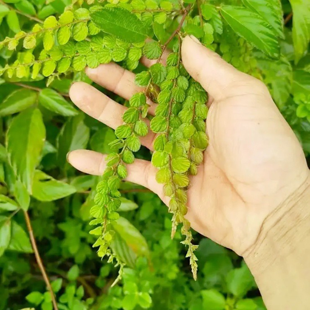 Cây mọc dại người Việt "thờ ơ", nước ngoài hái lá khô đem bán cũng kiếm bộn - Ảnh 2.
