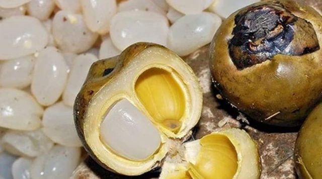 Loại cây ở Việt Nam trồng bạt ngàn, "trời tây" bán giá 2,5 triệu đồng/ 4 quả - Ảnh 5.