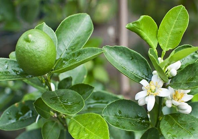 Đừng chỉ ăn quả, lá loại cây này quý như "nhân sâm người nghèo" ở quê mọc um tùm - Ảnh 1.