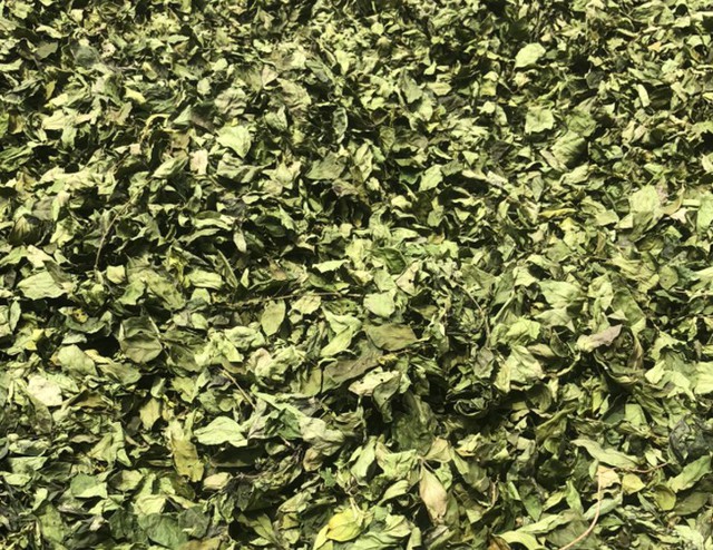 Cây dại ở bờ rào hóa "mỏ vàng", hái lá bán đều tay, thành đặc sản lạ nổi tiếng - Ảnh 5.