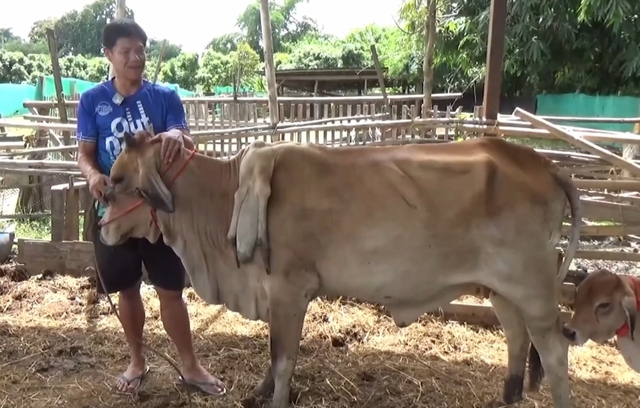Bò 6 chân được trả 81 triệu đồng, người đàn ông từ chối bán - Ảnh 1.