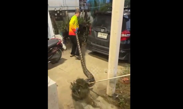 Bắt sống trăn khổng lồ dài 6 mét đột nhập vào nhà dân - Ảnh 1.