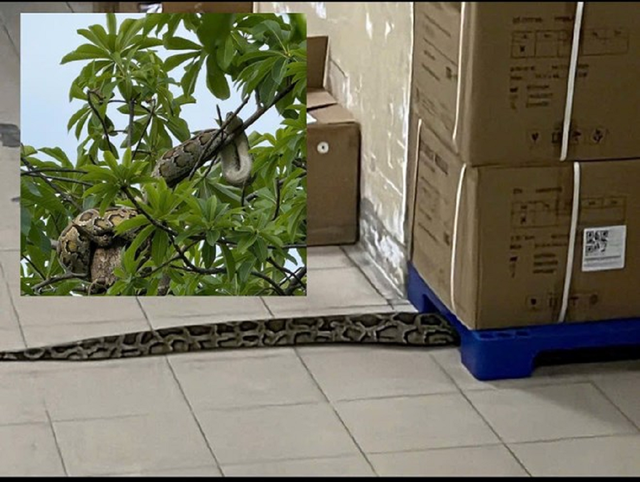 Đang đi dạo ngoài vườn, người dân bỗng thấy cảnh tượng "nổi da gà" - Ảnh 2.