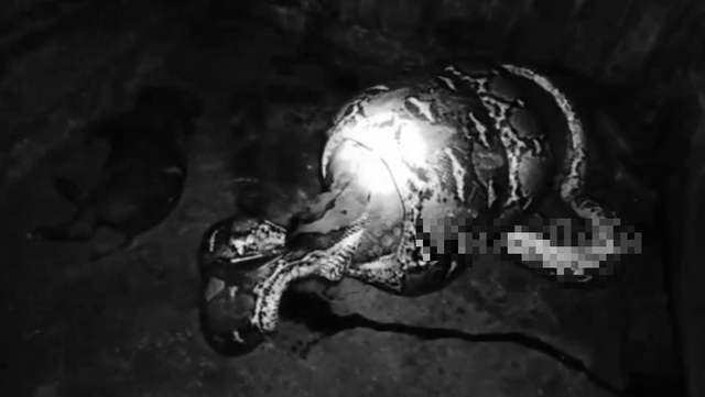 Nhìn ra ngoài vườn, người dân phát hiện cảnh tượng "nổi da gà" giữa đêm - Ảnh 1.