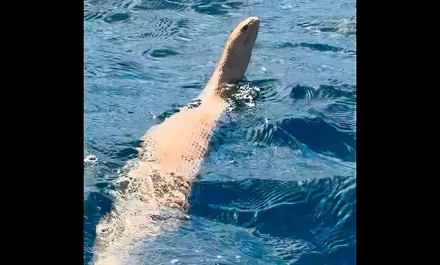 Phát hiện rắn biển khổng lồ ngoi đầu lên khỏi mặt nước- Ảnh 1.