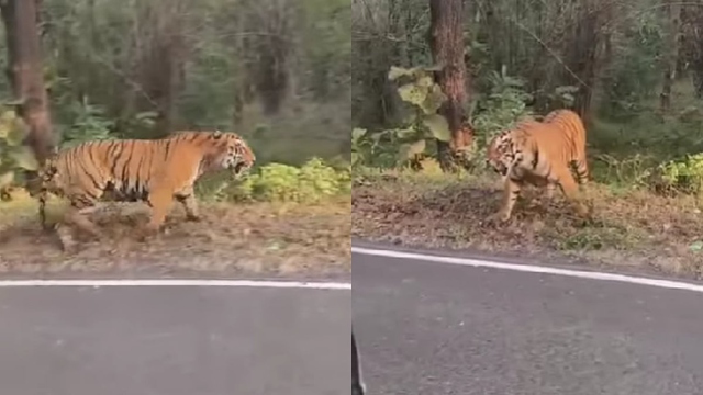 Người dân chạm trán hổ dữ ở giữa đường và cái kết thót tim - Ảnh 1.