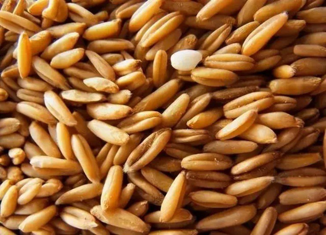 Loại cây dại xưa thấy "diệt tận gốc", không ngờ nay có giá 5 triệu đồng/kg- Ảnh 2. Loại cây dại xưa thấy "diệt tận gốc", không ngờ nay có giá 5 triệu đồng/kg- Ảnh 2.