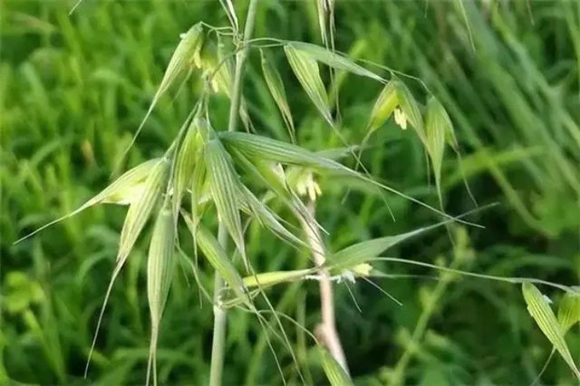 Loại cây dại xưa thấy "diệt tận gốc", không ngờ nay có giá 5 triệu đồng/kg- Ảnh 1. Loại cây dại xưa thấy "diệt tận gốc", không ngờ nay có giá 5 triệu đồng/kg- Ảnh 1.