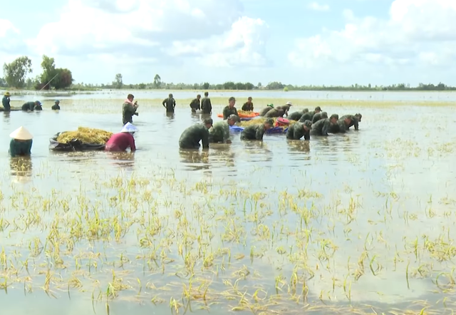 Tây Ninh khi lũ tràn đồng, tình quân dân lại dâng cao hơn con nước- Ảnh 2. Tây Ninh khi lũ tràn đồng, tình quân dân lại dâng cao hơn con nước- Ảnh 2.