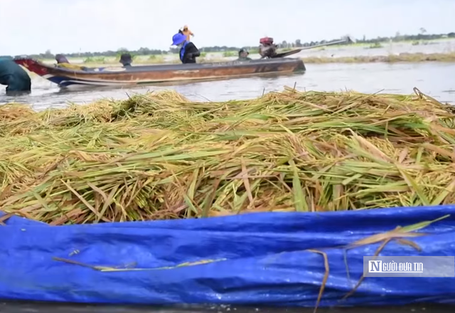 Tây Ninh khi lũ tràn đồng, tình quân dân lại dâng cao hơn con nước- Ảnh 3. Tây Ninh khi lũ tràn đồng, tình quân dân lại dâng cao hơn con nước- Ảnh 3.