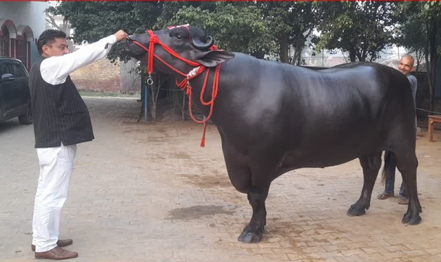Con trâu được trả 30 tỷ đồng, người đàn ông "kiêu" không bán - Ảnh 1.