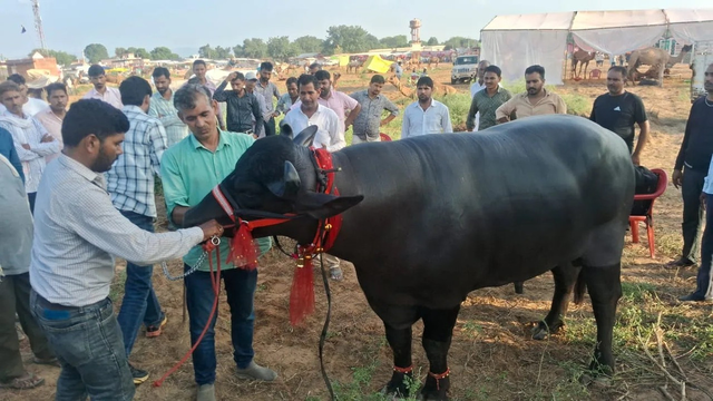 Con trâu được trả 30 tỷ đồng, người đàn ông "kiêu" không bán - Ảnh 2.