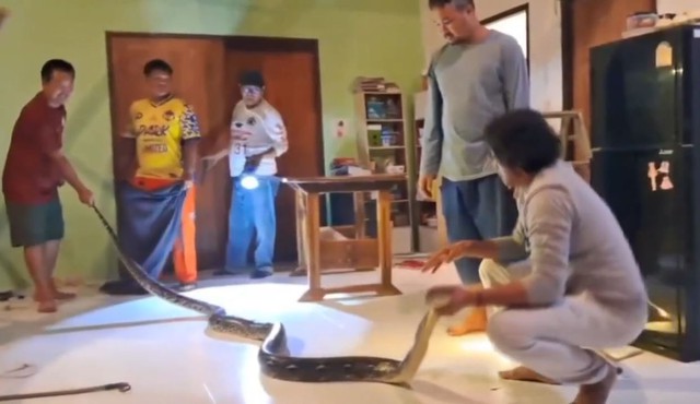 Bắt được trăn khổng lồ dài 5,2 mét, nặng 22kg đột nhập vào nhà dân - Ảnh 1.