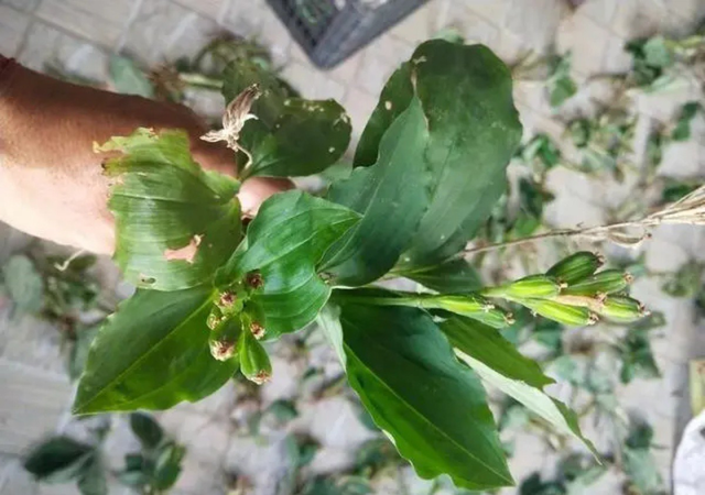 Cây dại mọc đầy ở Việt Nam,sang "trời Tây" bán hơn nửa triệu/kg - Ảnh 1.