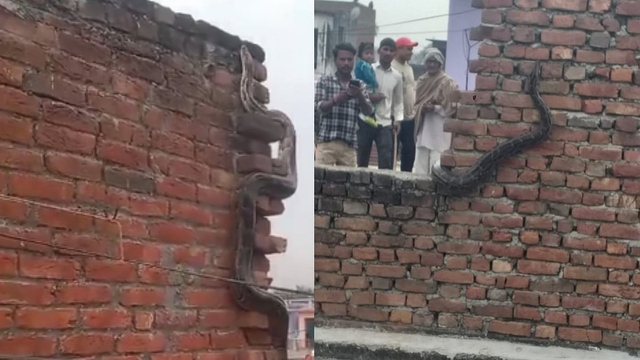 Nhìn lên tường, người dân sốc nặng khi thấy cảnh tượng nổi da gà - Ảnh 1.