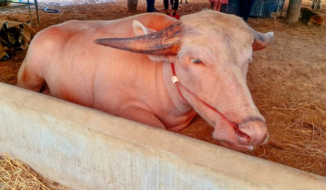 Con trâu bạch tạng được trả 1,4 tỷ đồng, hai vợ chồng liền "gật đầu" bán ngay - Ảnh 2.