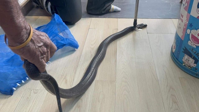 Bị rắn hổ mang cắn, cháu trai gọi điện cho bà ngoại nói lời tạm biệt - Ảnh 1.