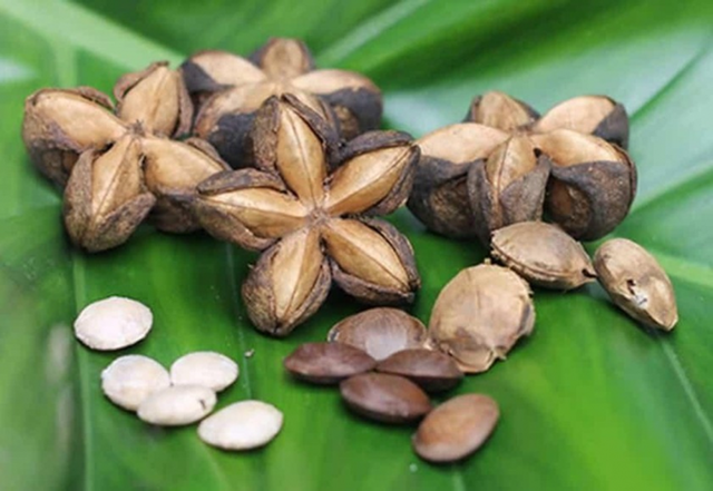 Loại hạt "đắt đỏ bậc nhất thế giới", ở Việt Nam cũng có mà ít ai hay - Ảnh 5.