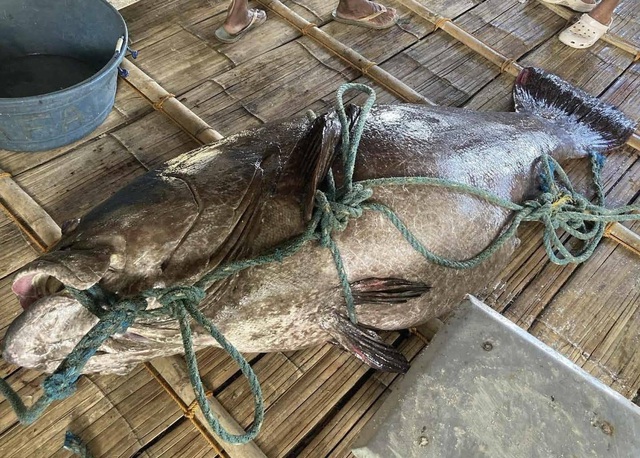 Ngư dân bắt được con cá mú khổng lồ nặng 194kg trên biển - Ảnh 1.