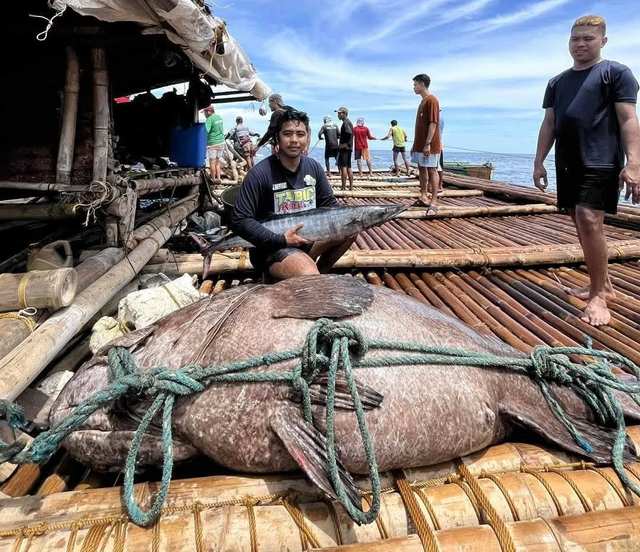 Ngư dân bắt được con cá mú khổng lồ nặng 194kg trên biển - Ảnh 2.