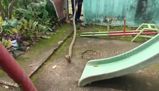 Bắt sống rắn hổ mang chúa dài 3 mét đột nhập vào trường mẫu giáo- Ảnh 1.