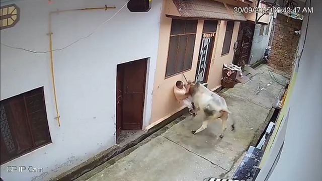 Người đàn ông bị bò tấn công, hất văng xuống đường - Ảnh 1.