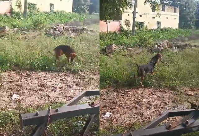 Chó becgie tử chiến rắn hổ mang trong vườn nhà và cái kết - Ảnh 1.