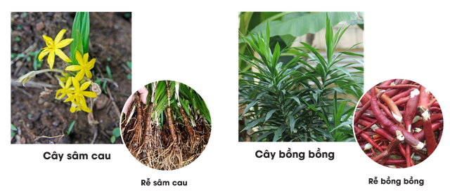 Loài cây dại mọc bờ rào xưa không ai "ngó", nay nhổ rễ bán nửa triệu đồng/kg - Ảnh 2.