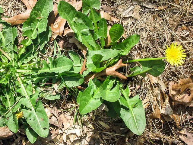 Mỹ đánh giá "rau tốt nhất thế giới" hóa ra là rau quen thuộc mọc như cỏ dại ở nước ta - Ảnh 1.