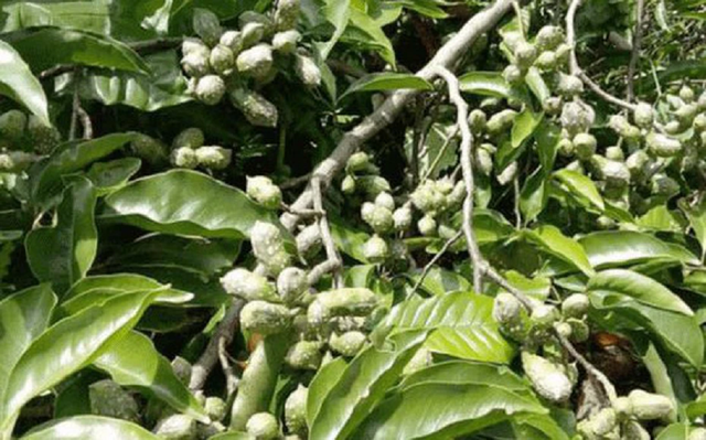 Loại hạt xưa rụng "thối gốc" không ai nhặt, nay 4 triệu đồng/kg - Ảnh 1.