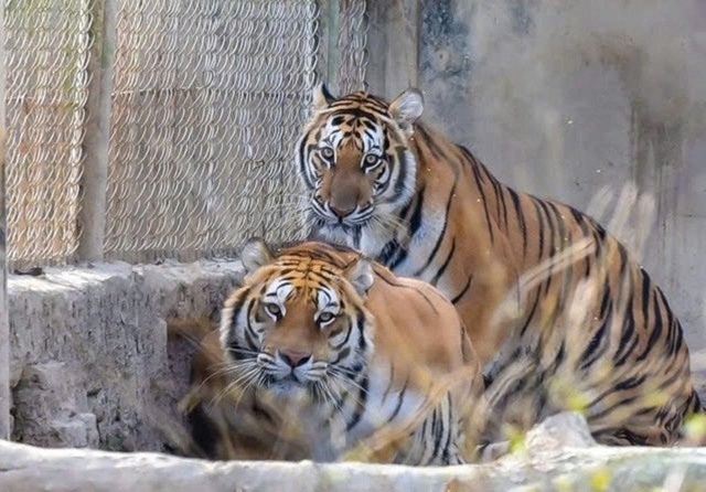 Kiệt quệ vì nuôi hổ trái phép, chủ trại ở Thanh Hóa giao 9 con hổ cho Vườn thú Hà Nội- Ảnh 1. Kiệt quệ vì nuôi hổ trái phép, chủ trại ở Thanh Hóa giao 9 con hổ cho Vườn thú Hà Nội- Ảnh 1.